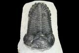 Bargain, Hollardops Trilobite - Very Large Example #80646-4